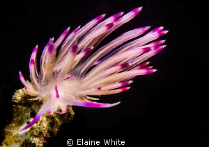 Flabellina swaying in the current
Snoot lighting by Elaine White 
